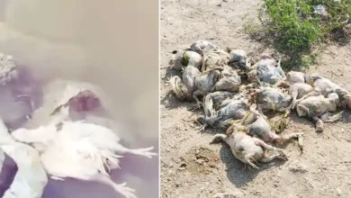 Dead Chickens Found in Hyderabad’s Akkam Pally Reservoir, Triggering Water Contamination Fears