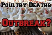 Telangana: Unexpected Poultry Deaths Raise Fears of a Potential Outbreak